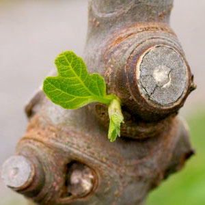 Tree Pruning