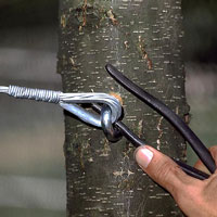 Tree Cabling and Bracing