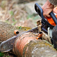 Tree Removal