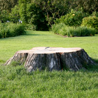 Stump Removal