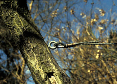 Tree cabling to extend tree life