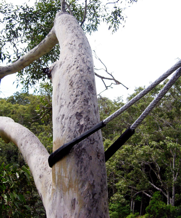 Tree Cabling and Bracing