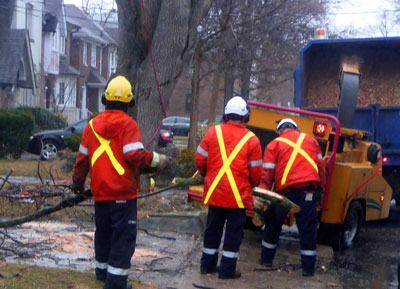 Team of arborists pruning in downtown Toronto