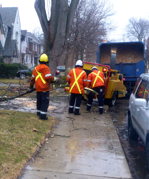 Tree Pruning in Toronto