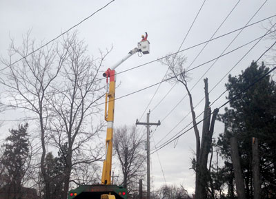 Tree Removal in Toronto