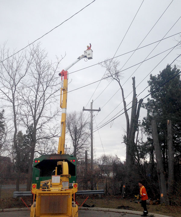 Tree Removal in Toronto
