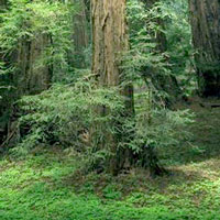 Toronto Tree Services